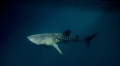   resident whale sharks Cenderawaish bay. taken late afternoon when sun was low angle rays were breaking surface bay  